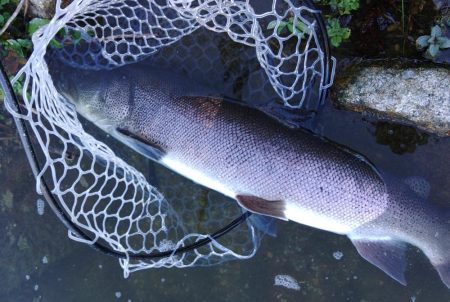 イトウ記録更新！ ～フィッシングパーク高島の泉～